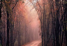 步行者狂砍狂砍50分分，浓眉哥迎来新赛季高光！